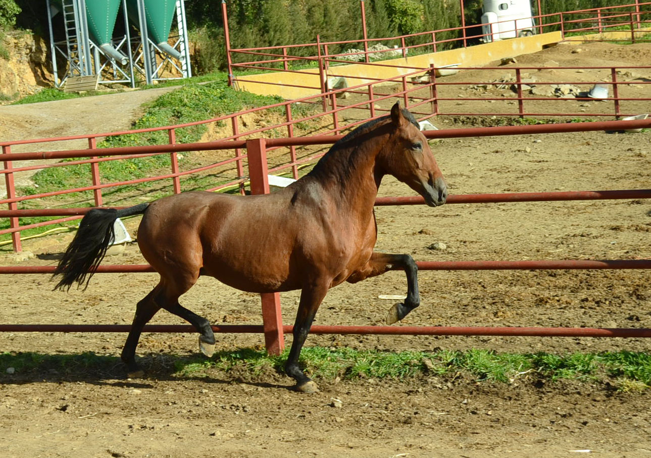 Caballo en Venta